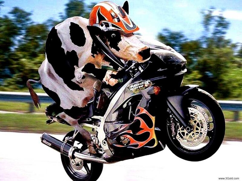 Cow on Motorcycle