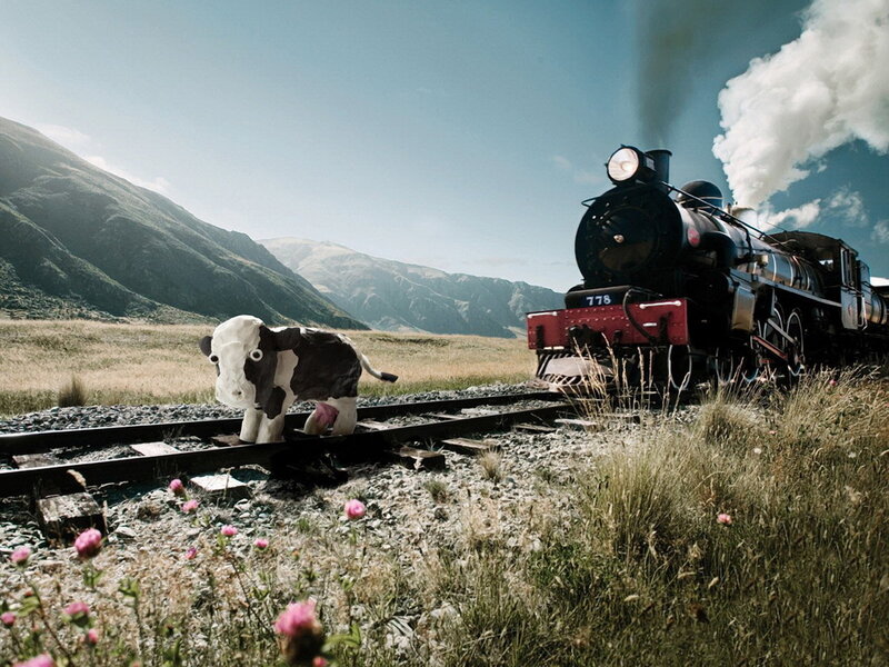 Cow on train tracks with steam train