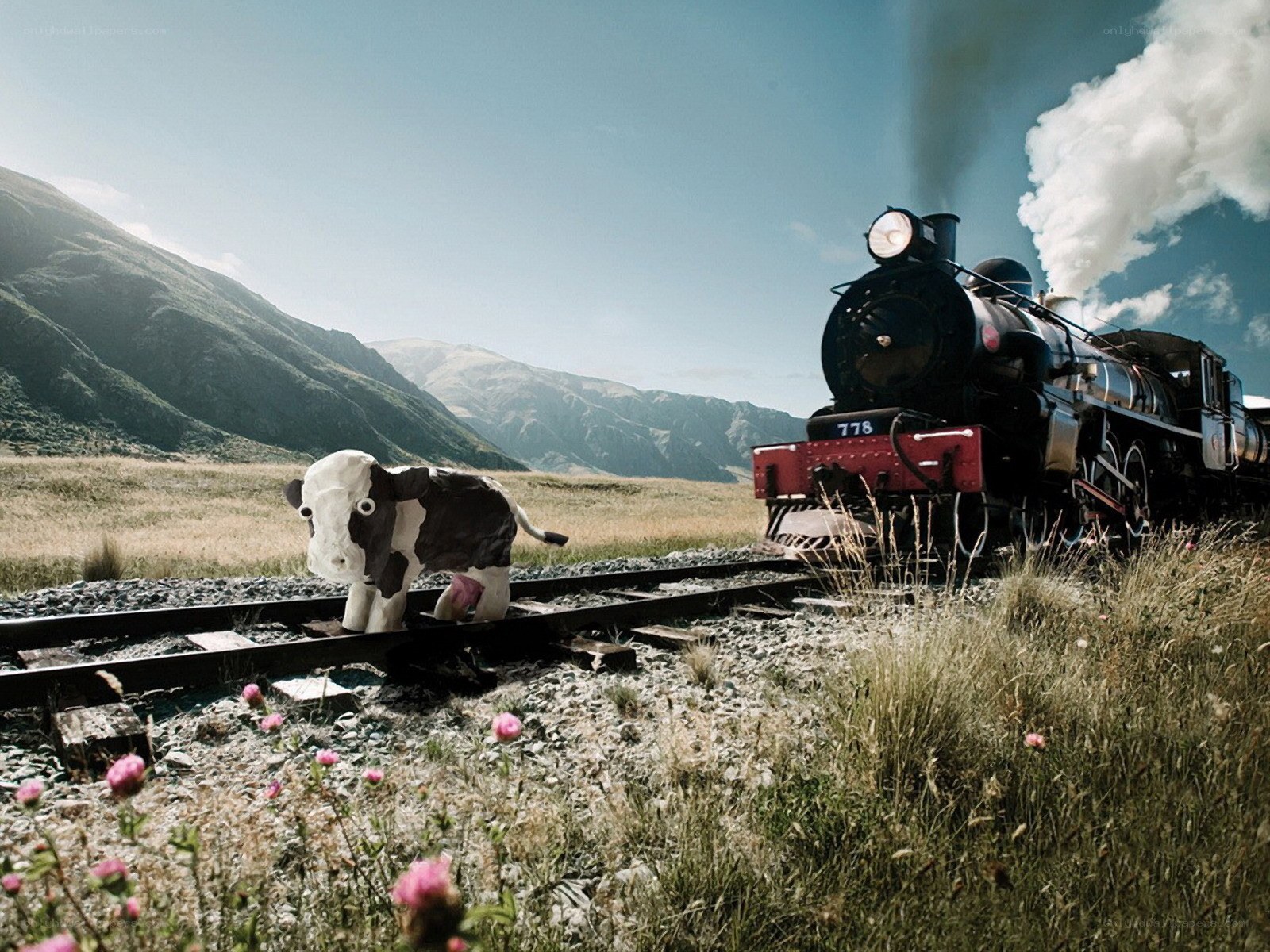 Cow on train tracks with steam train