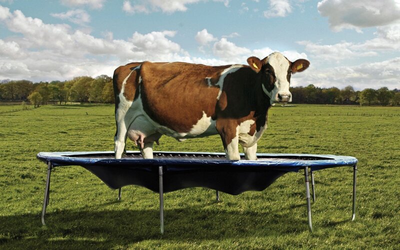 Cow on Trampoline — Green