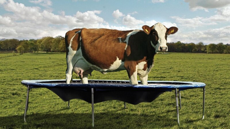 Cow on Trampoline
