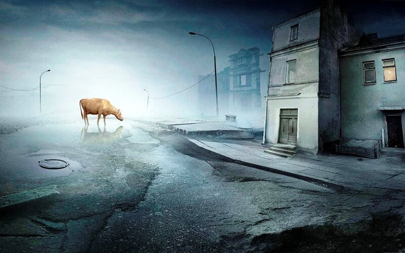 Cow on Wet Street
