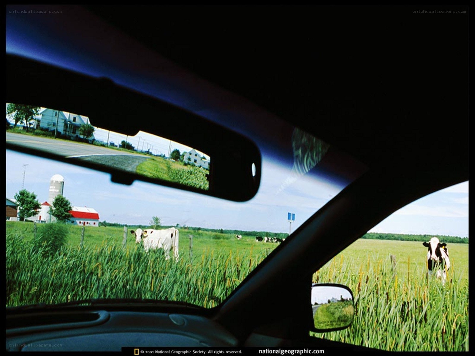 Cow pasture from car window