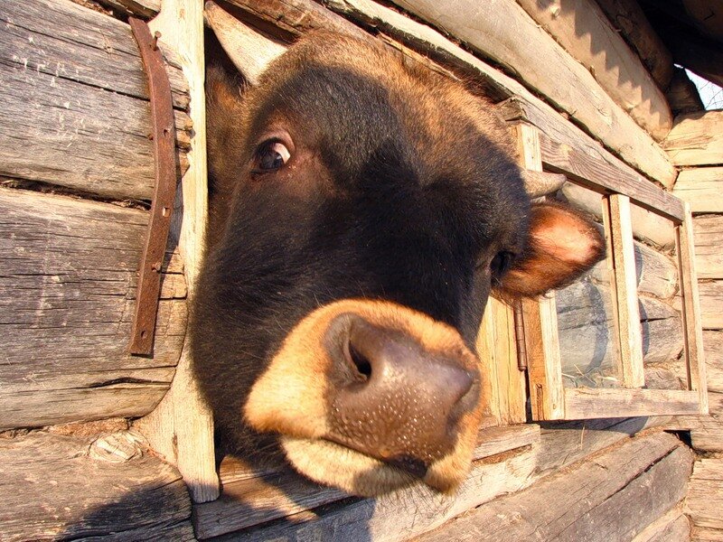 cow peeking through wooden wall