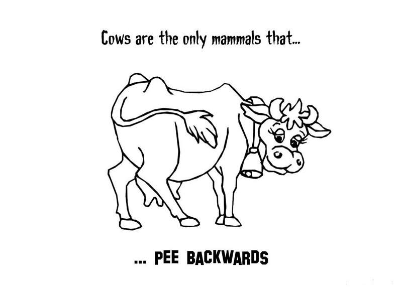 Cow pees backwards fact