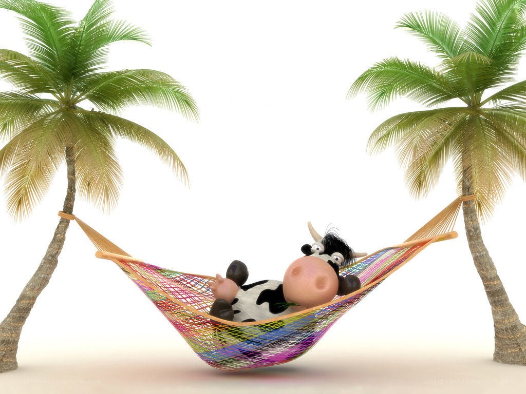 Cow relaxing in hammock