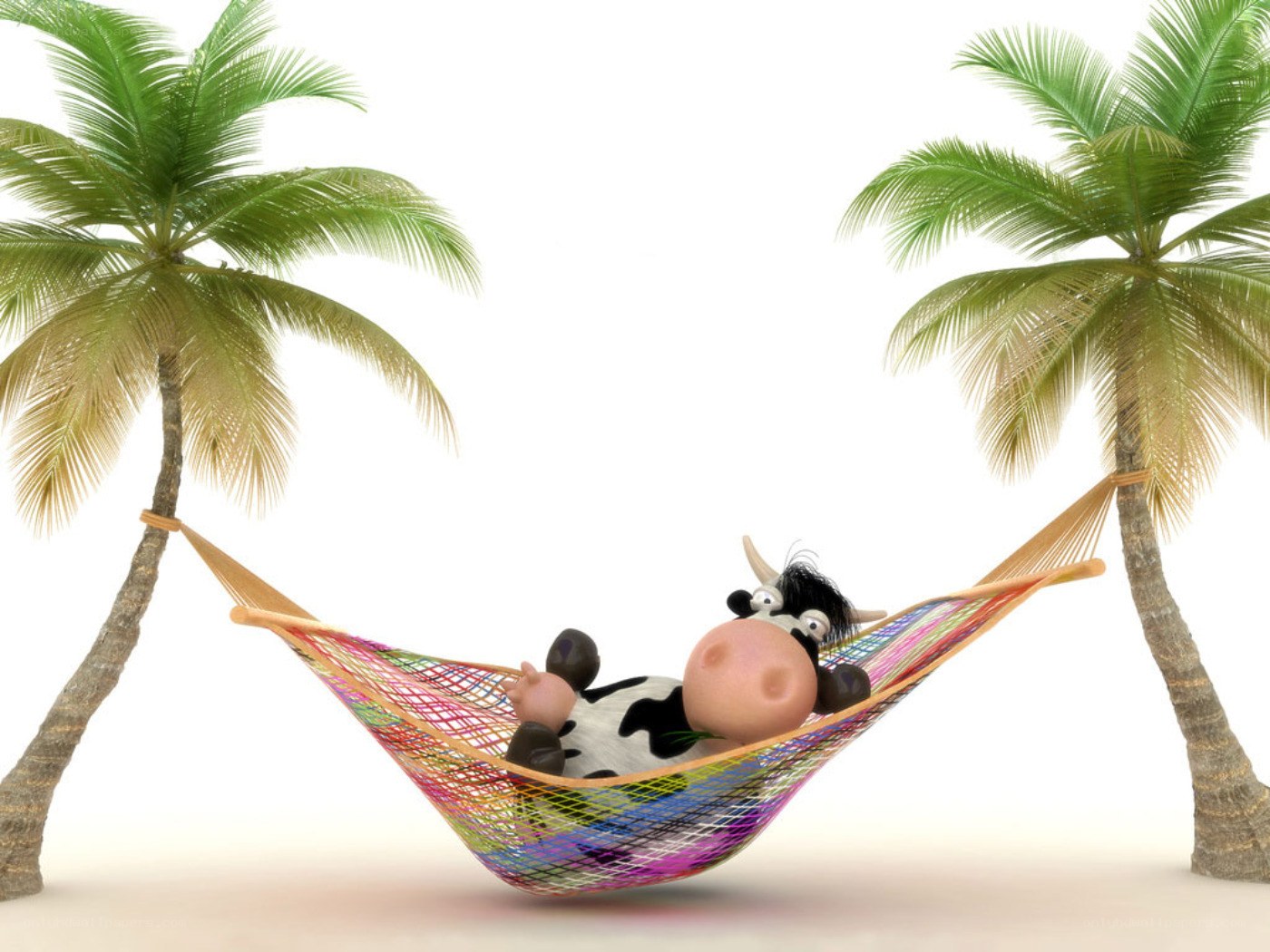 Cow relaxing in hammock