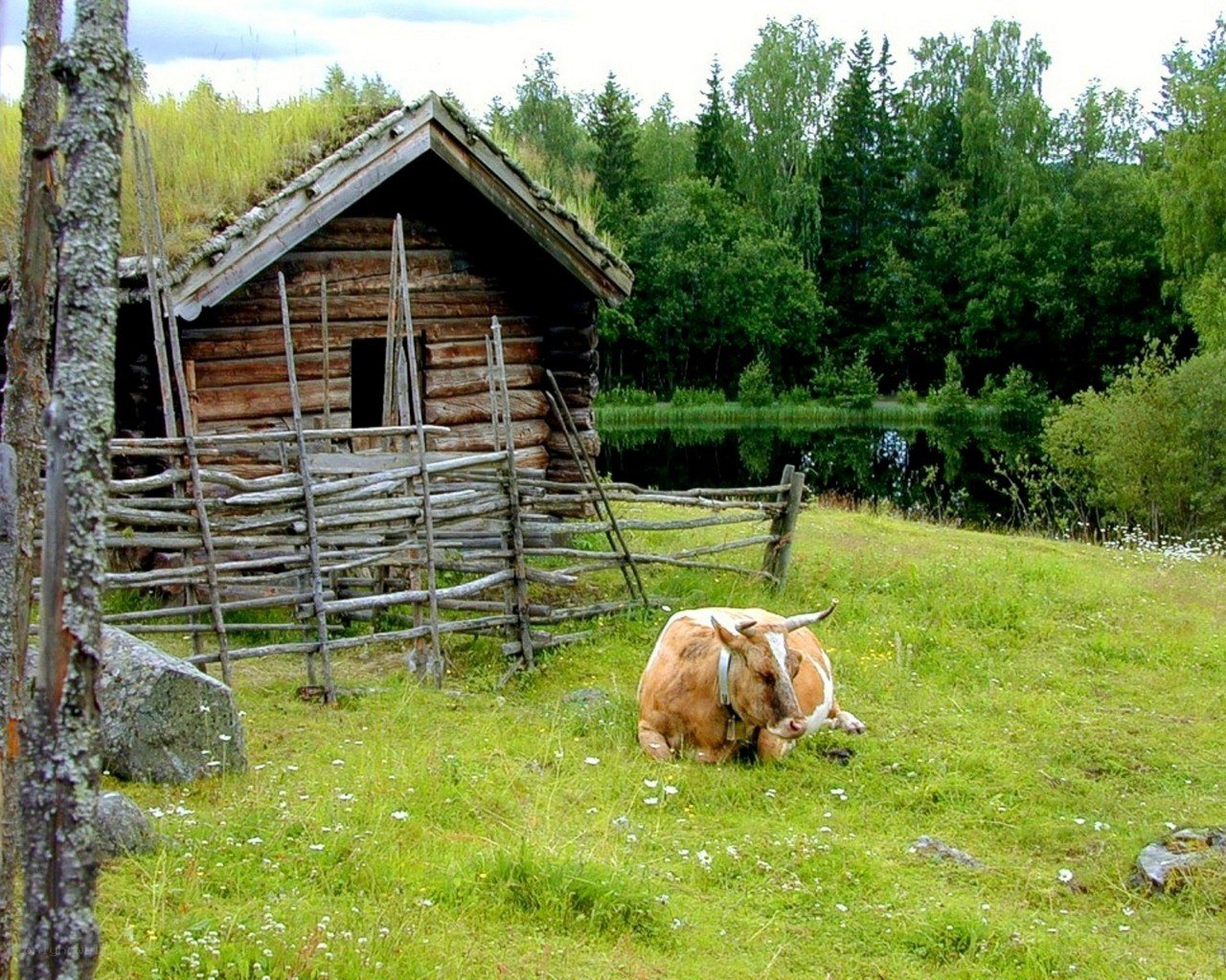 Cow resting by a cabin