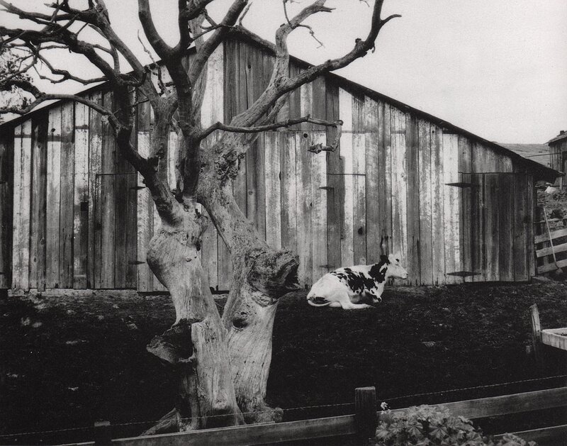 Cow resting by barn