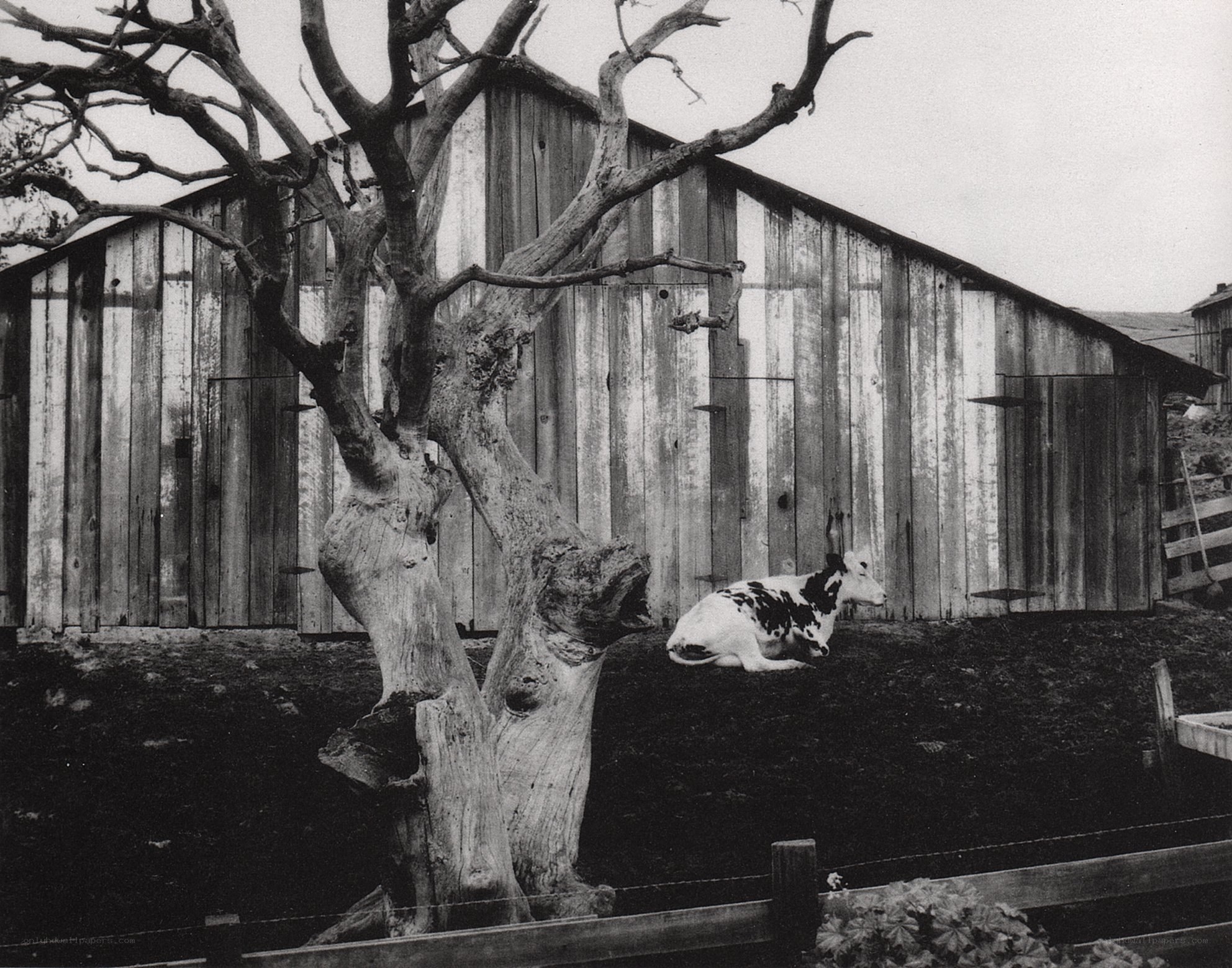 Cow resting by barn