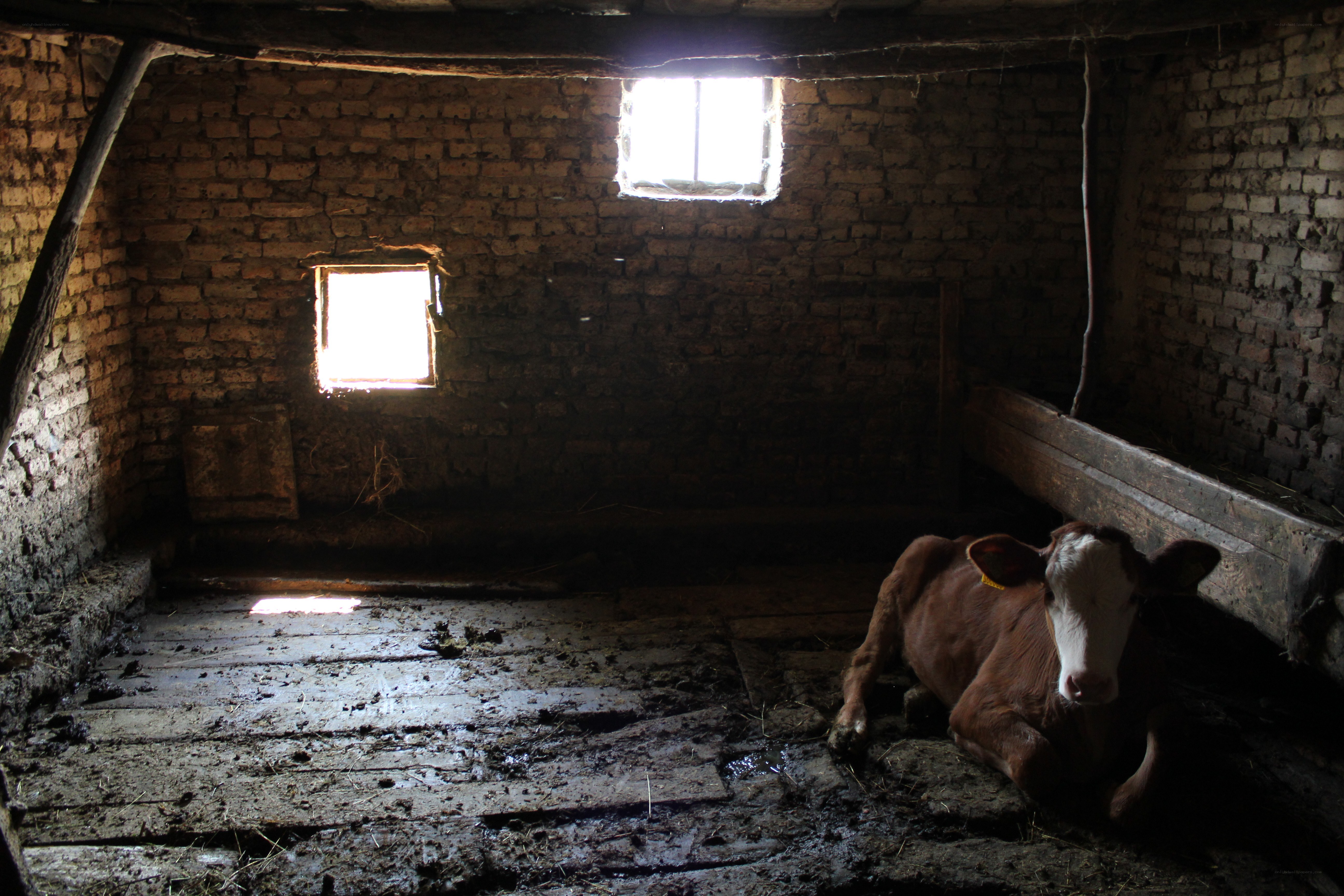 Cow resting in a barn