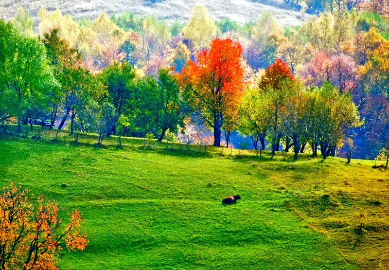 Cow Resting in Field