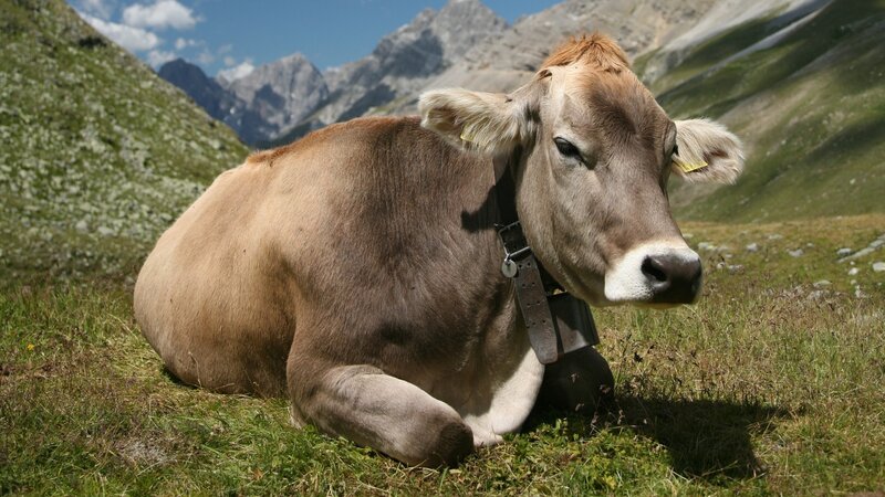 Cow resting in mountain pasture