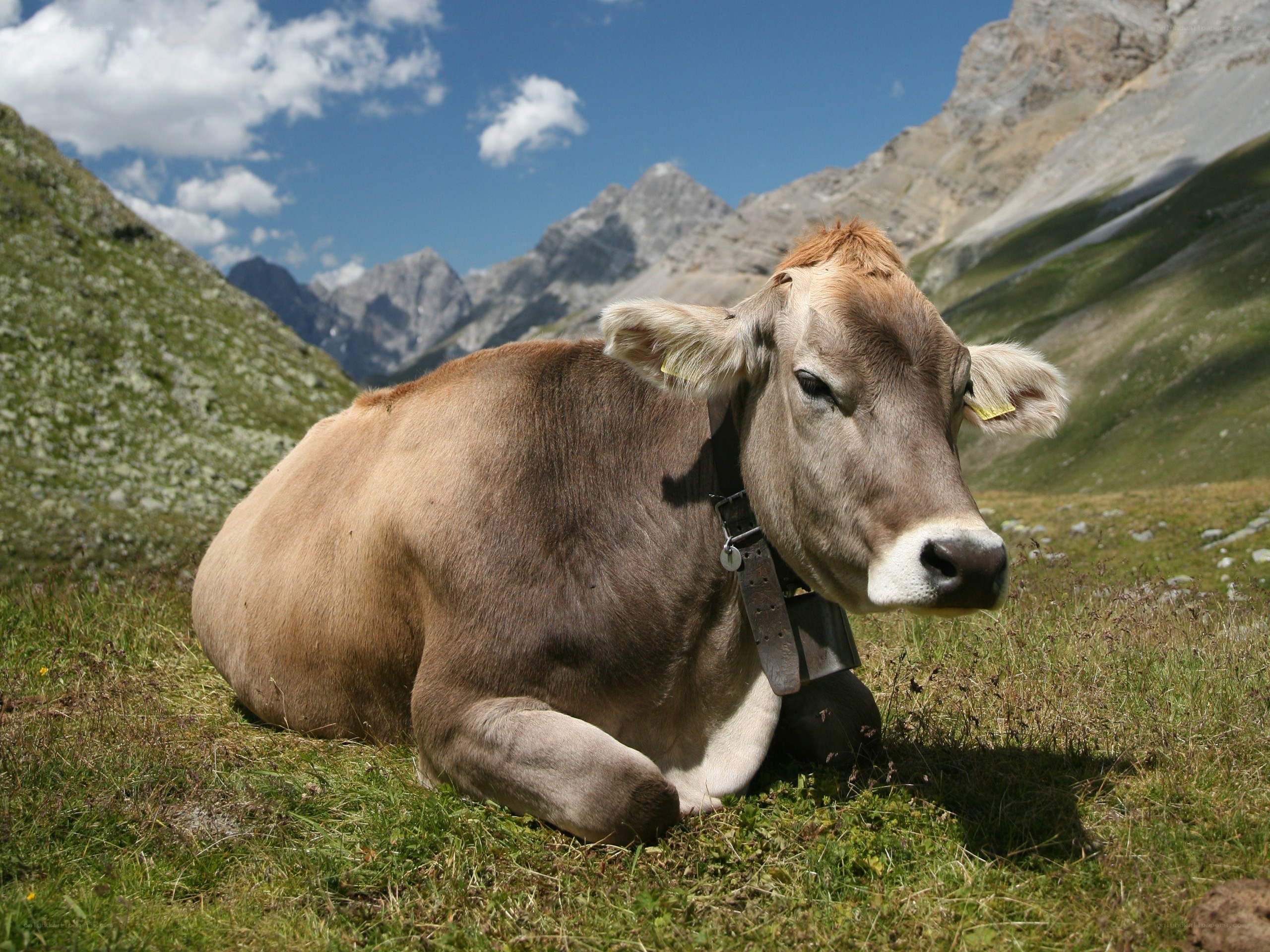 Cow resting in mountain pasture