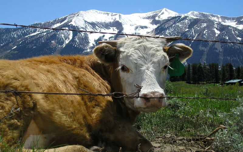 cow resting in mountain pasture