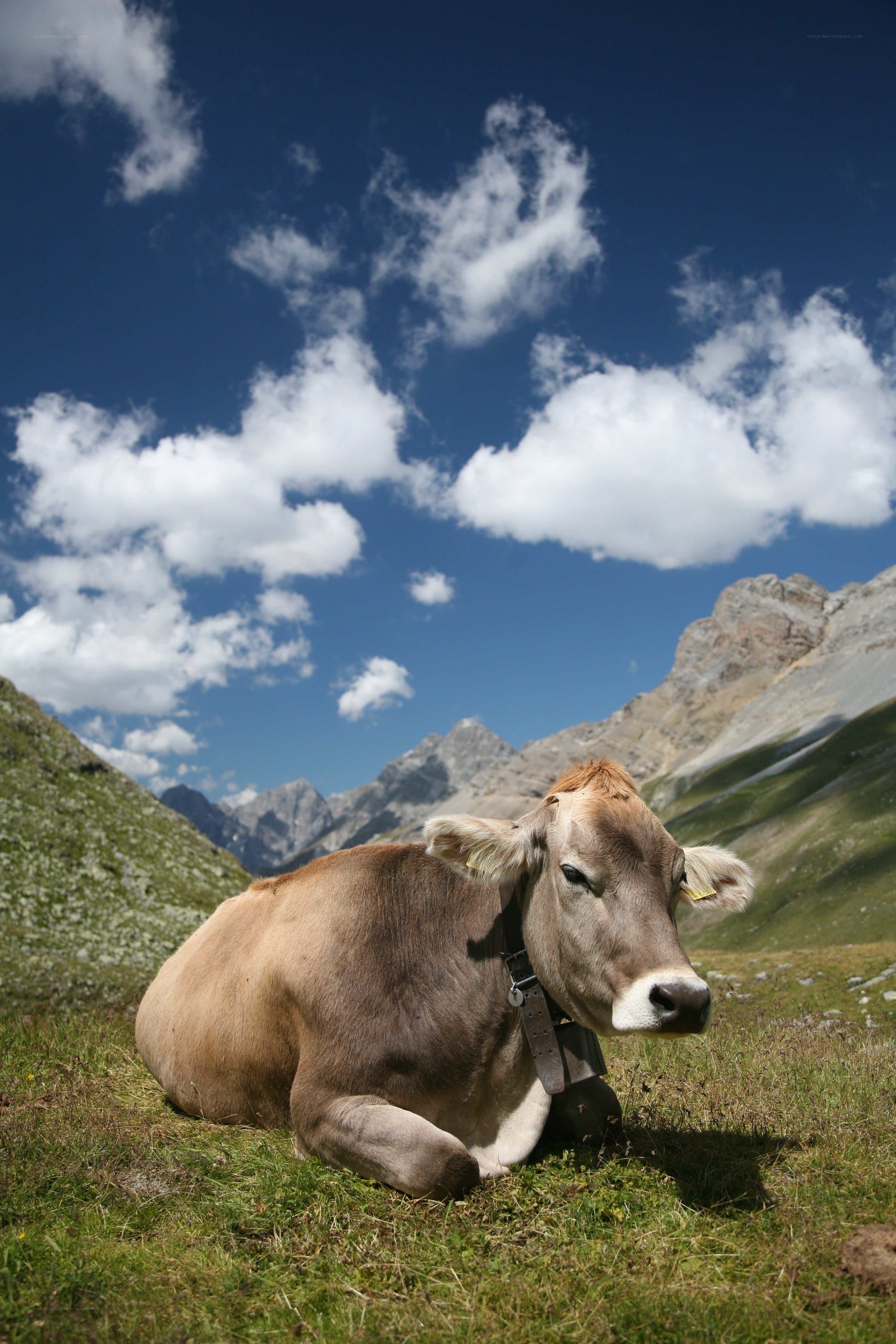 Cow resting in mountain pasture