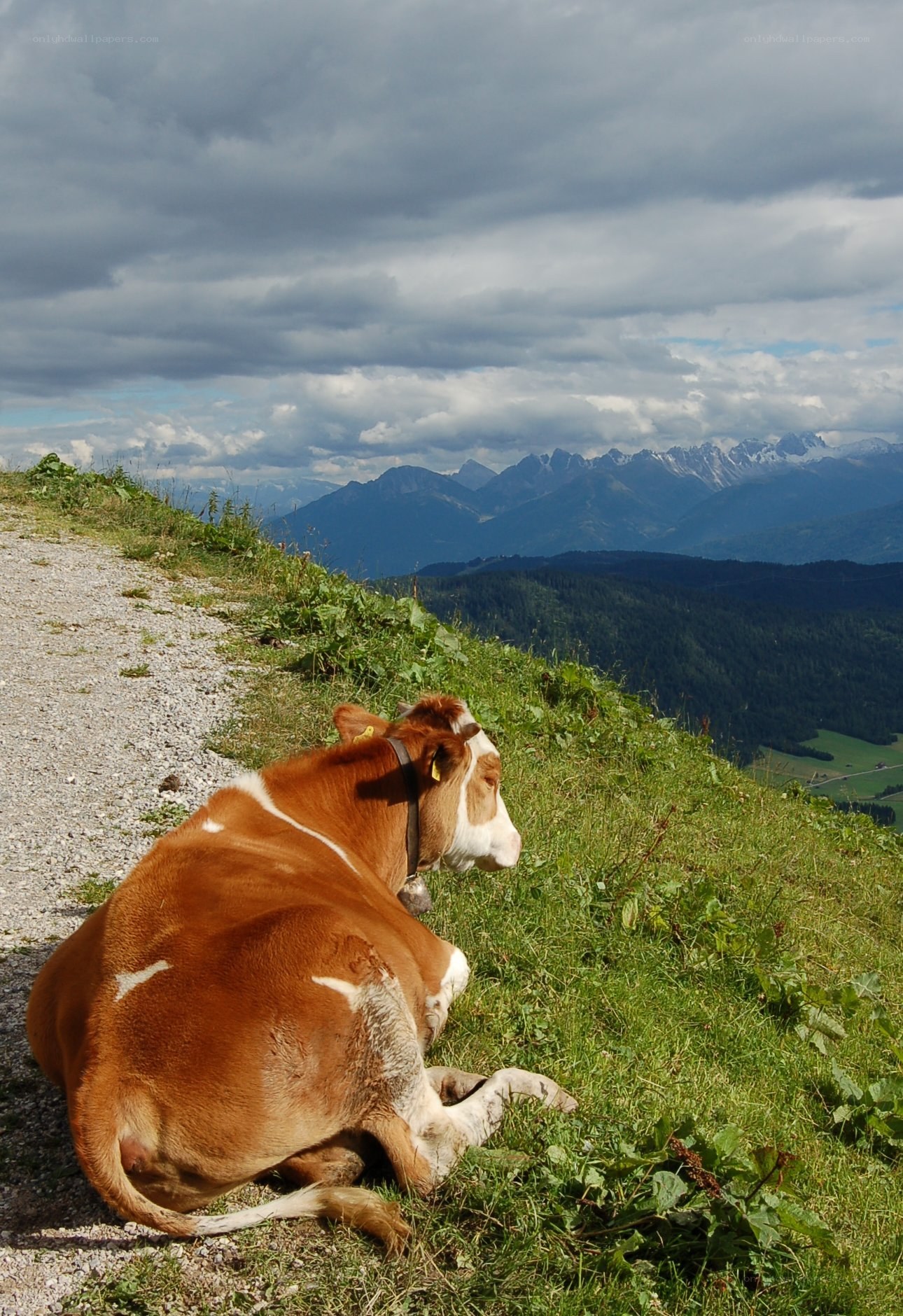 Cow resting on a mountain slope