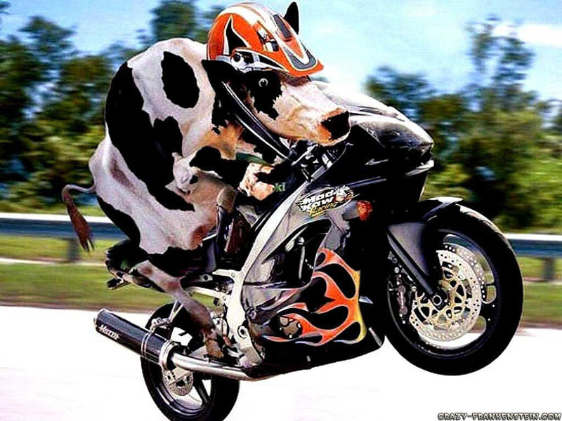 cow riding a motorcycle