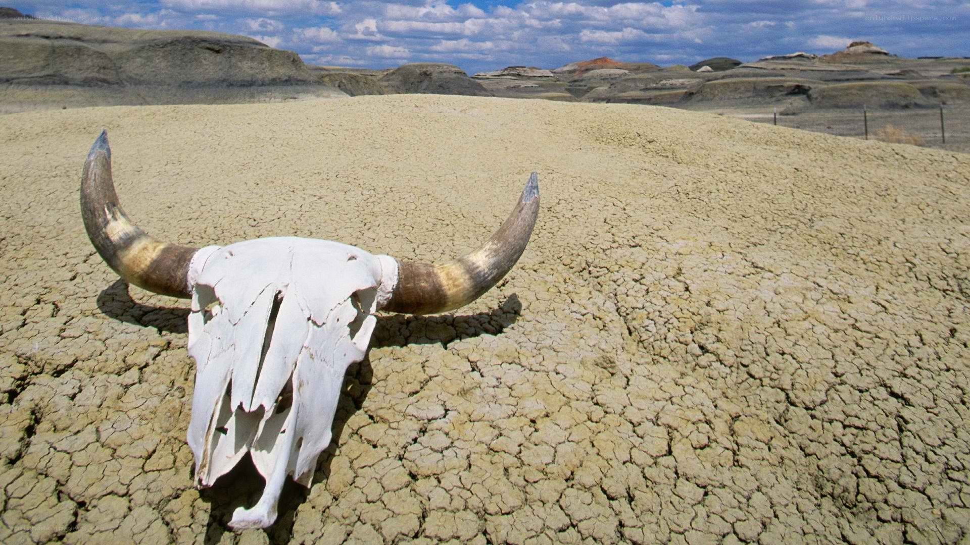 Cow skull in dry landscape