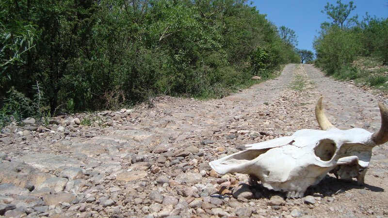 Cow skull on a dirt road
