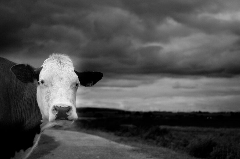 cow under stormy sky