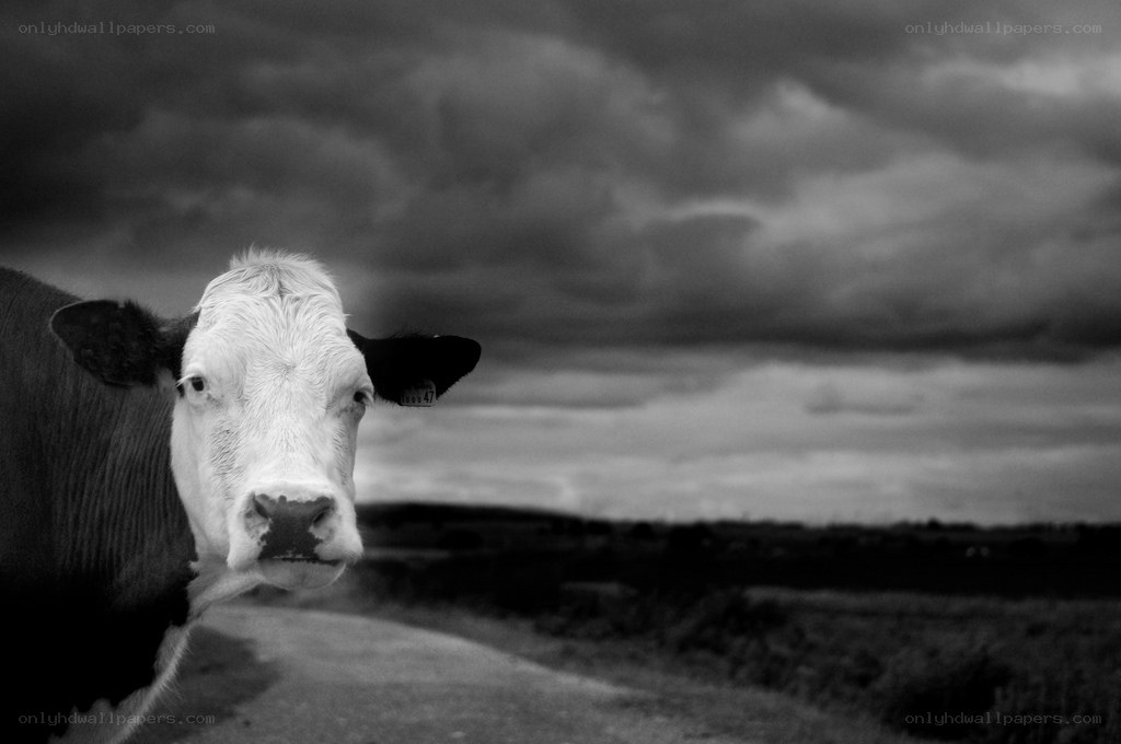 cow under stormy sky