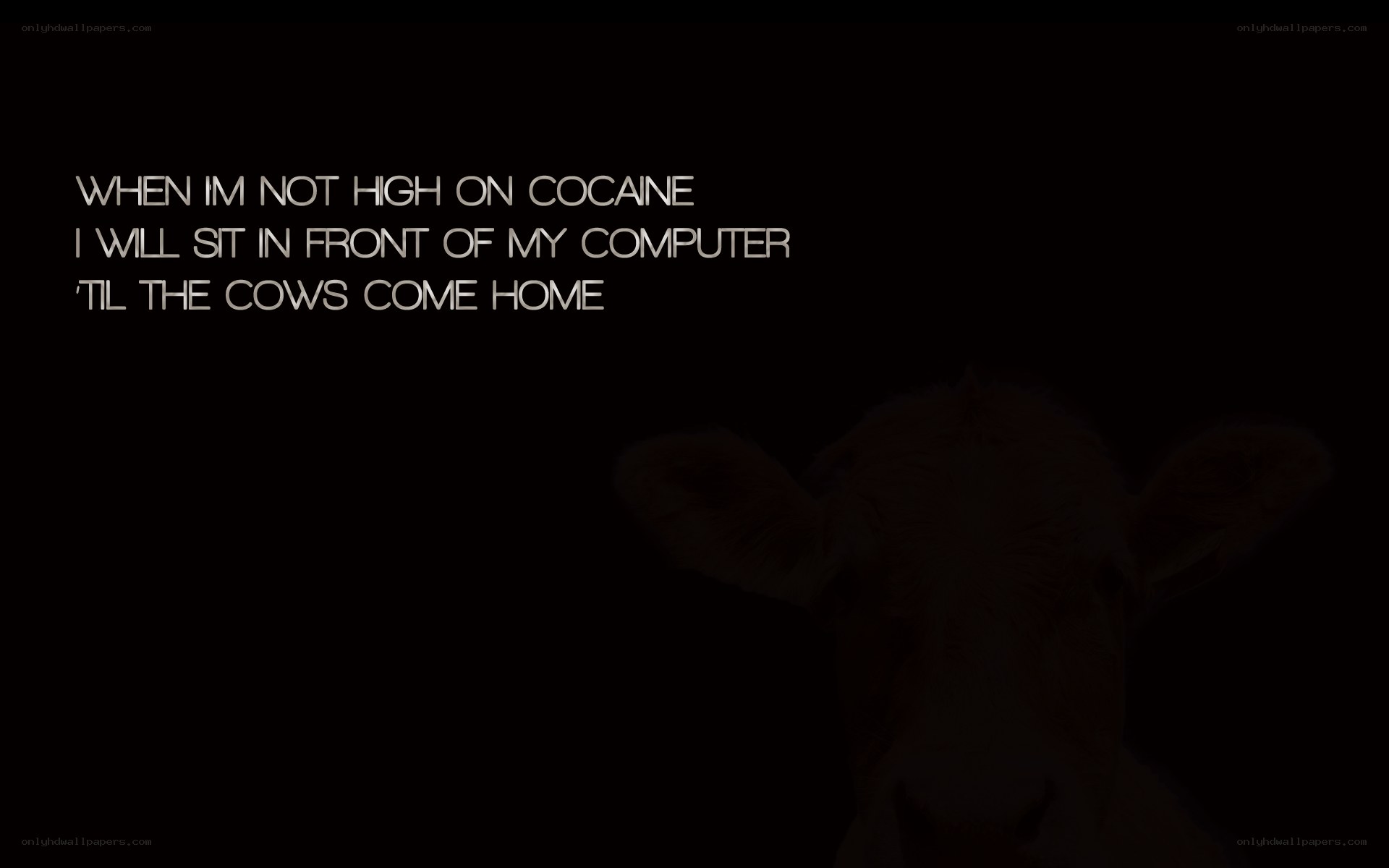 cow waiting meme
