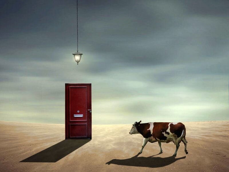 Cow Walking in Desert