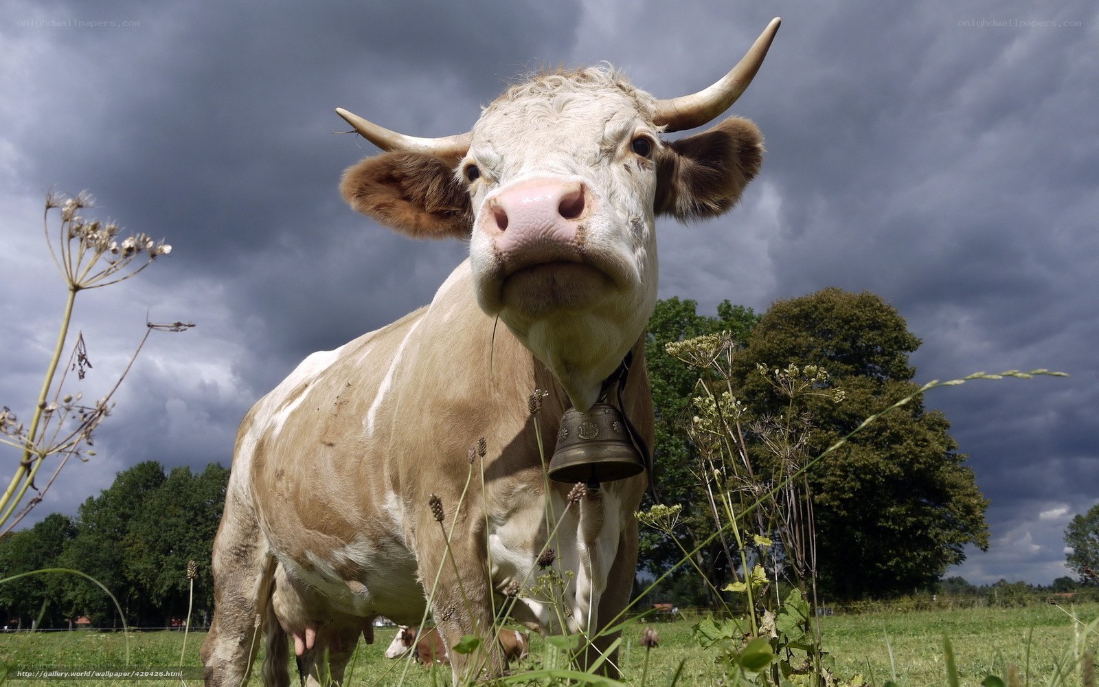 Cow with bell in field