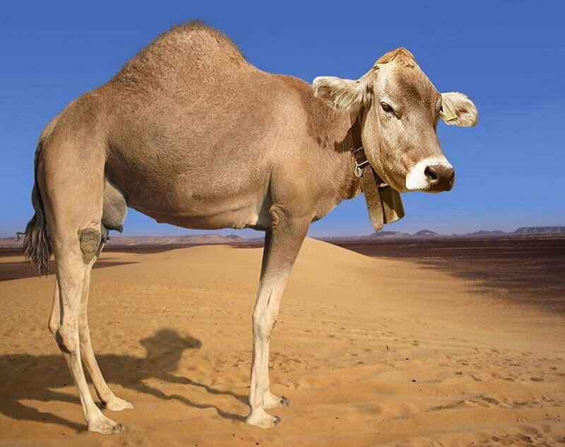 cow with camel hump in desert