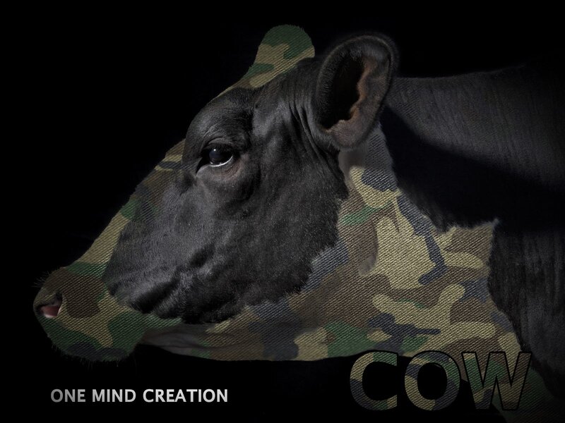 cow with camouflage pattern