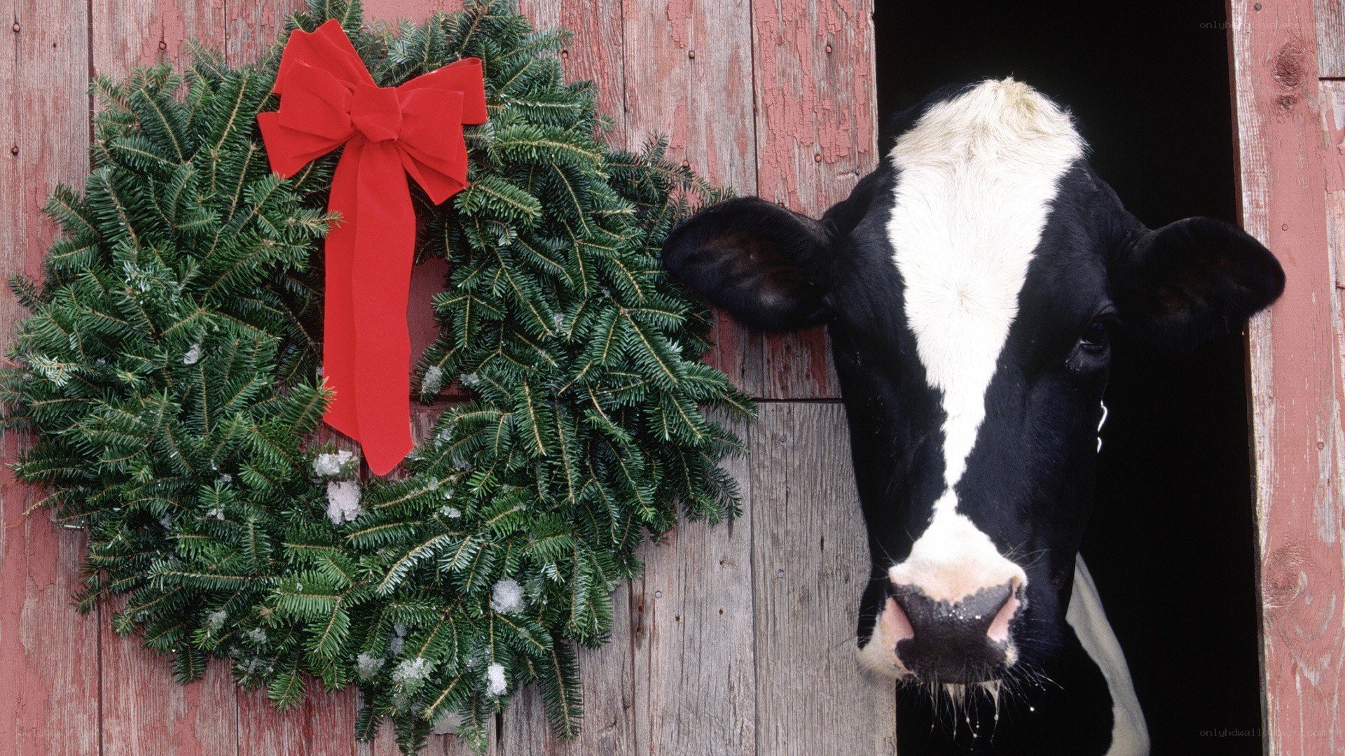 cow with christmas wreath