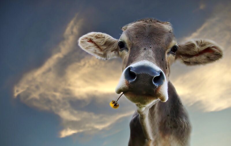 Cow with Dandelion