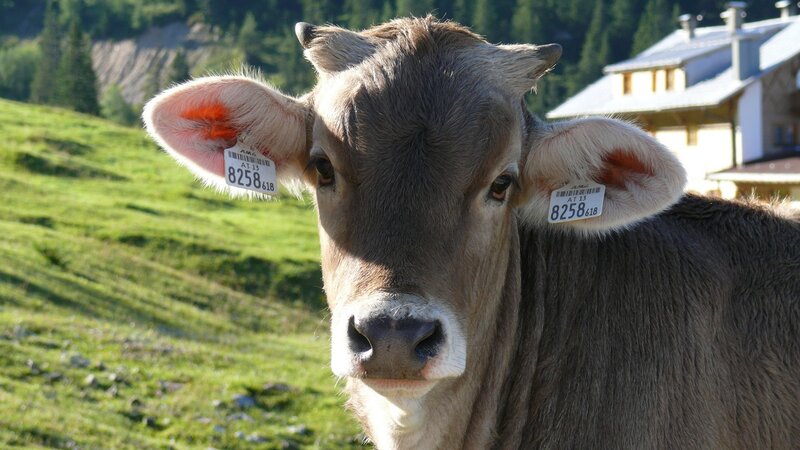 cow with ear tags in alpine pasture