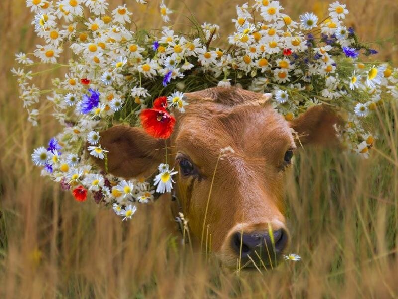 cow with floral crown