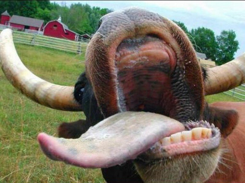 Cow with long tongue sticking out