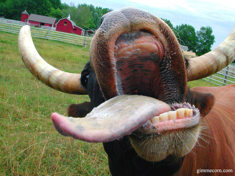 Cow with long tongue sticking out