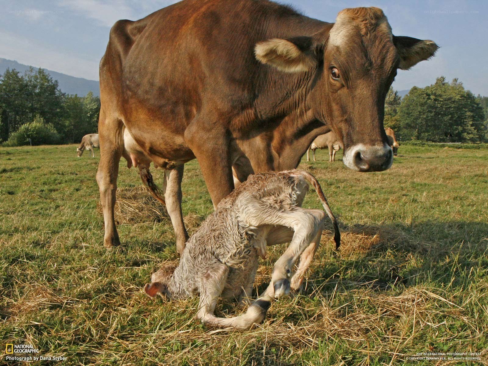Cow with newborn calf in field