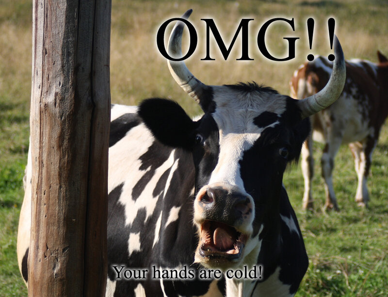 cow with open mouth