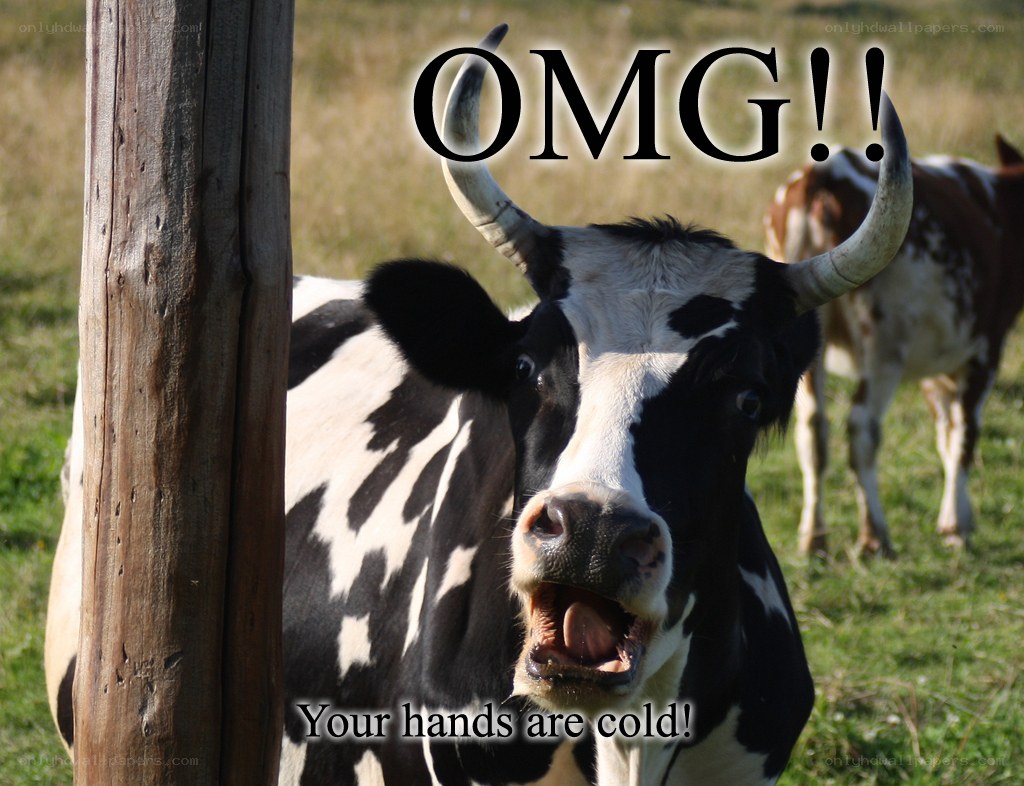cow with open mouth