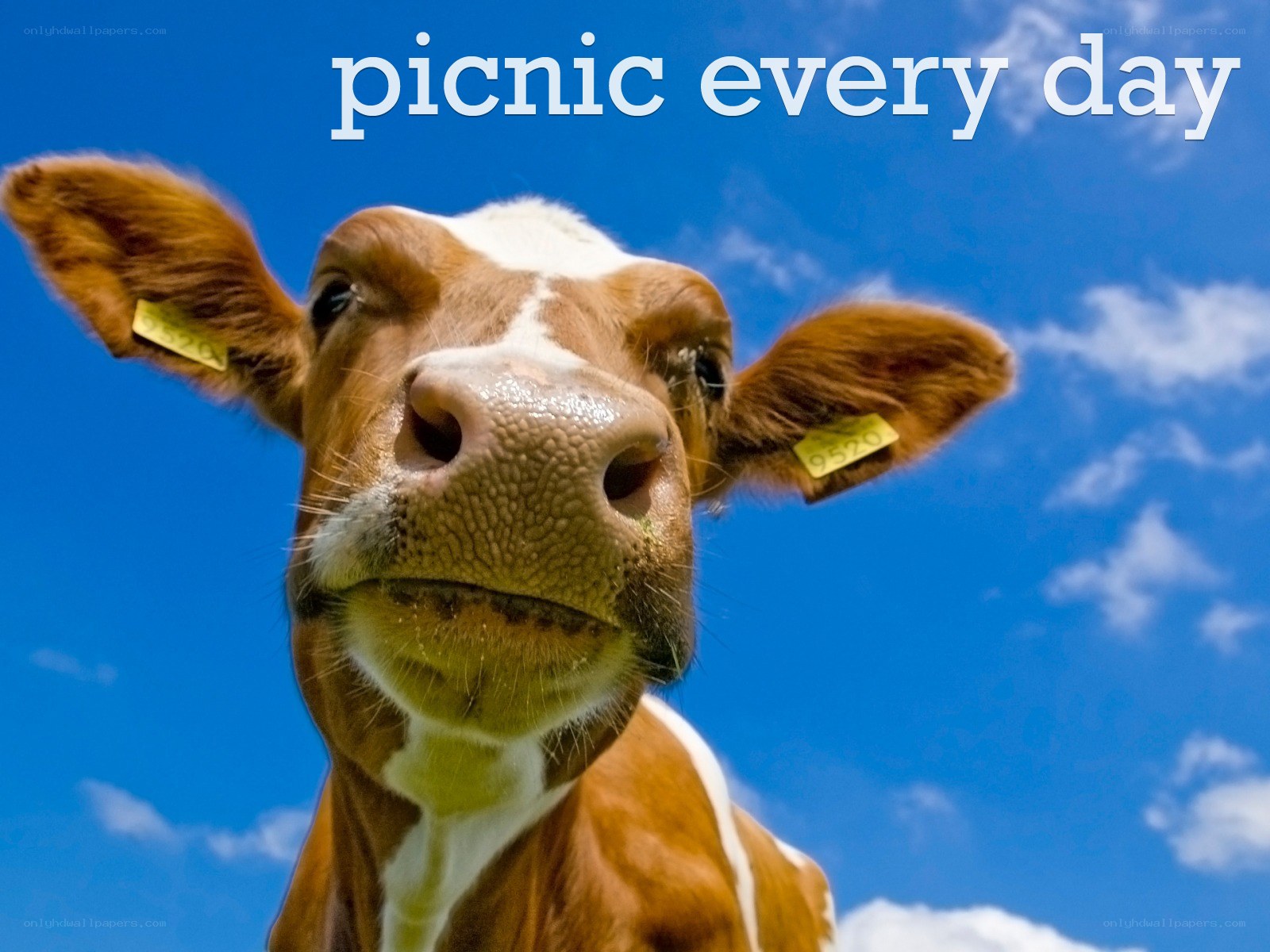 cow with picnic every day