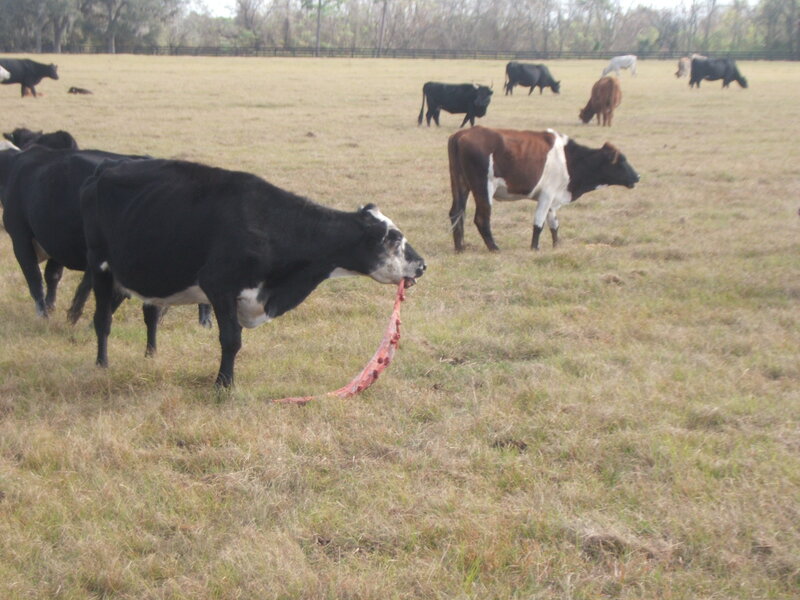 Cow with Placenta