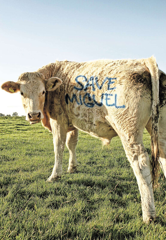 Cow with 'Save Miguel' message