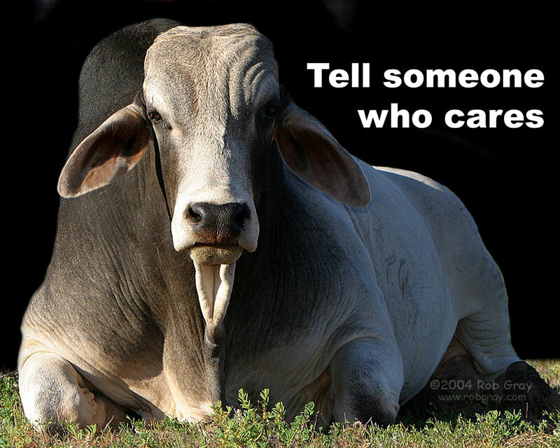 cow with text overlay