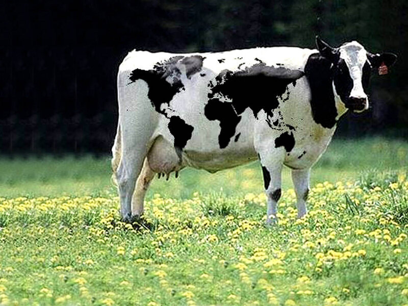 Cow with World Map Pattern