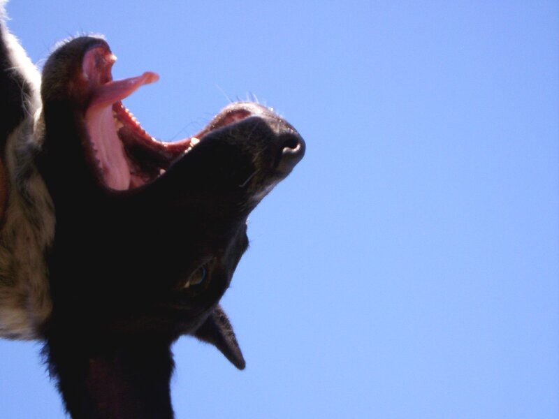 Cow Yawning