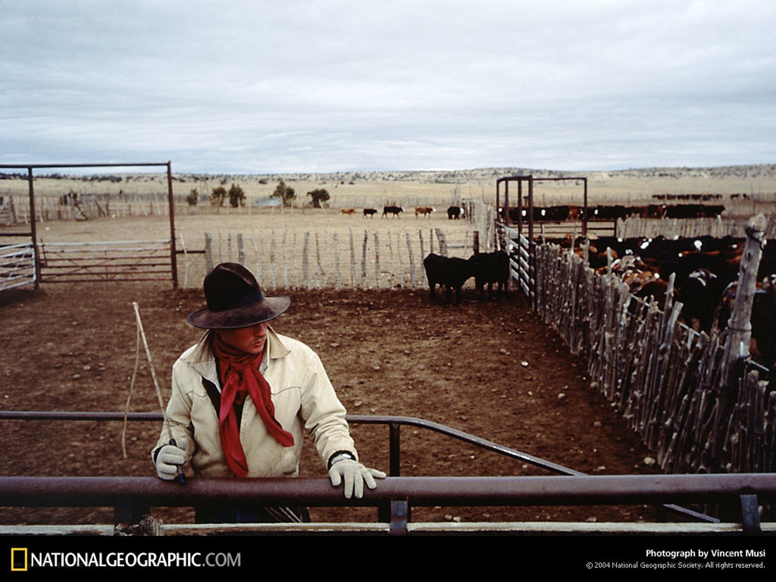 Cowboy at a cattle ranch