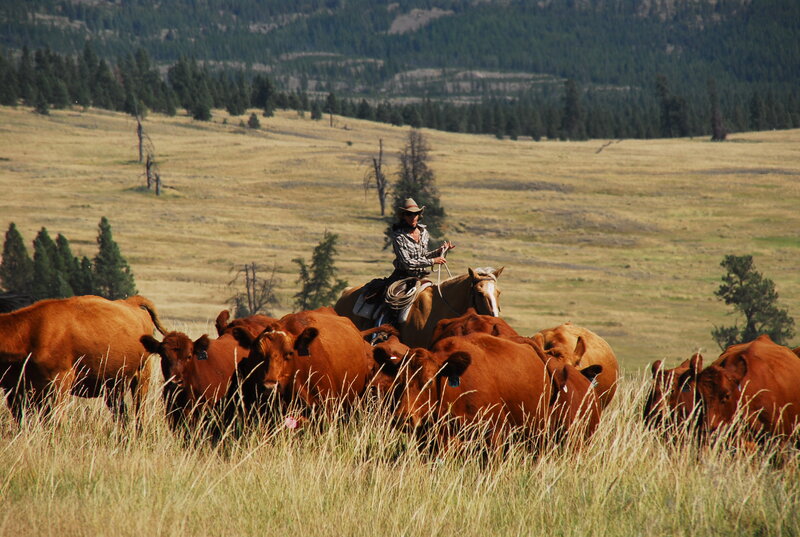 Cowboy Herding Cattle — Brown
