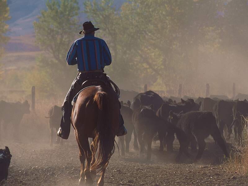 Cowboy herding cattle on horseback