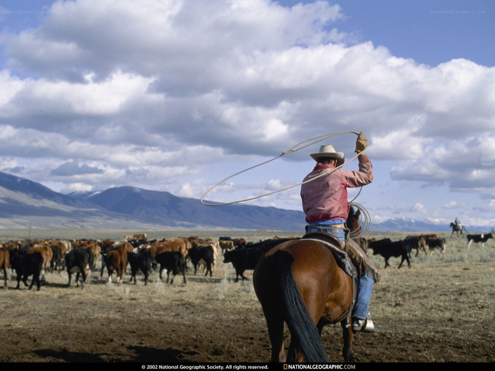 Cowboy herding cattle on horseback